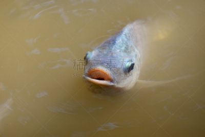 河流,夏天,鱼类,自然,罗非鱼,水,白昼,氧气,平视角,游泳