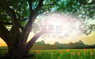 雨豆树,日光,天空,公园,水平画幅,无人,户外,田地,植物,阳光光束