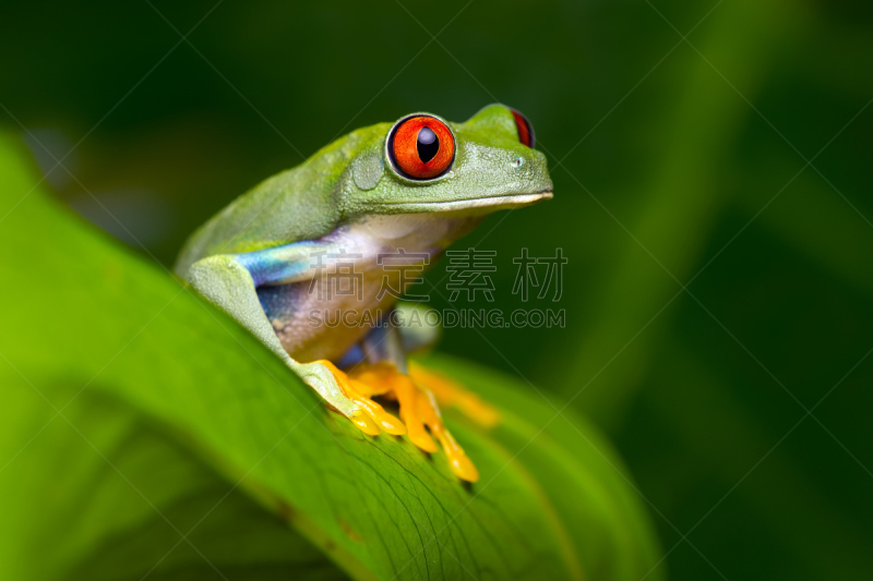 红眼树蛙,红色,亚马逊河树蛙,树栖动物,自然,野生动物,水平画幅,小的,生物,青蛙