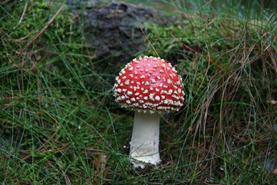 红色,真菌,伞形毒菌,水平画幅,秋天,无人,毒蝇菇,菌腮,毒蘑菇,摄影