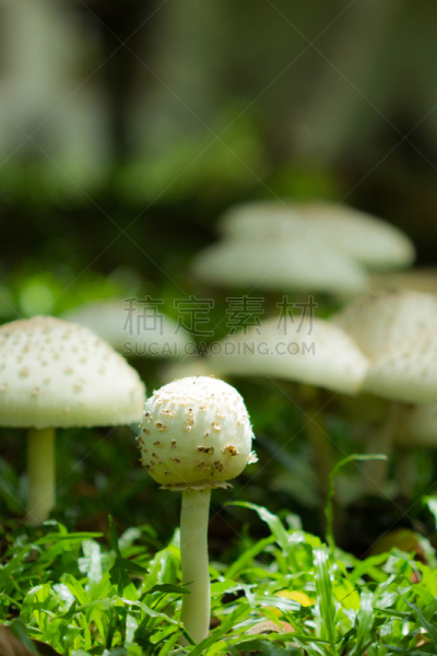 白蘑菇,草,盘菌科,自然,垂直画幅,图像聚焦技术,选择对焦,气候,小的,无人