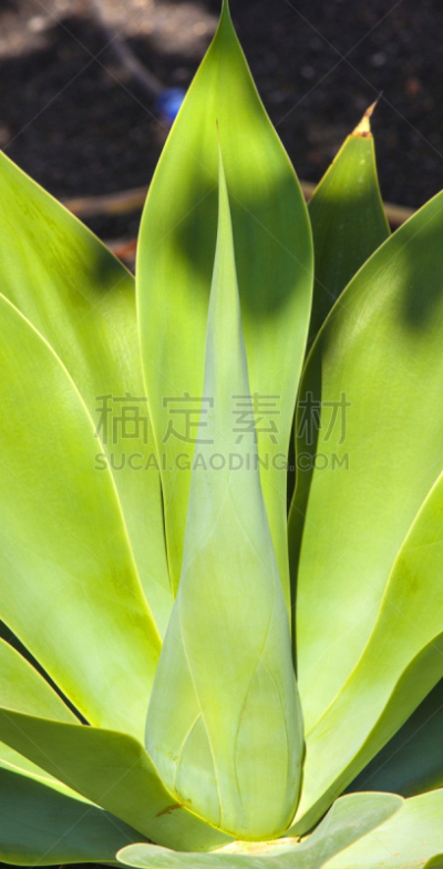 龙舌兰属植物,自然,日光,垂直画幅,尖的,无人,纯净,户外,化妆用品,特写