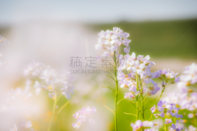 草甸碎米荠,碎米荠属植物,天空,水平画幅,无人,湿,野外动物,草,特写,开花时间间隔