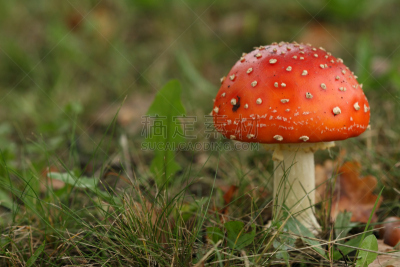 毒蘑菇,秋天,田地,鹅膏菌,水平画幅,无人,草,斑驳的,特写,超自然