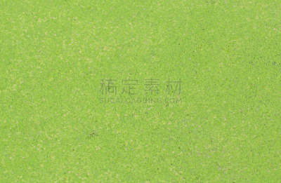 浮萍,水,纹理效果,泥土,夏天,沼泽,湖,草,大特写,藓沼
