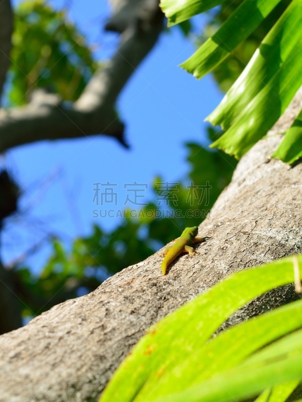 金粉风格,特写,夏威夷大岛,残趾壁虎,气候,黄色,红色,垂直画幅,图像,科摩罗