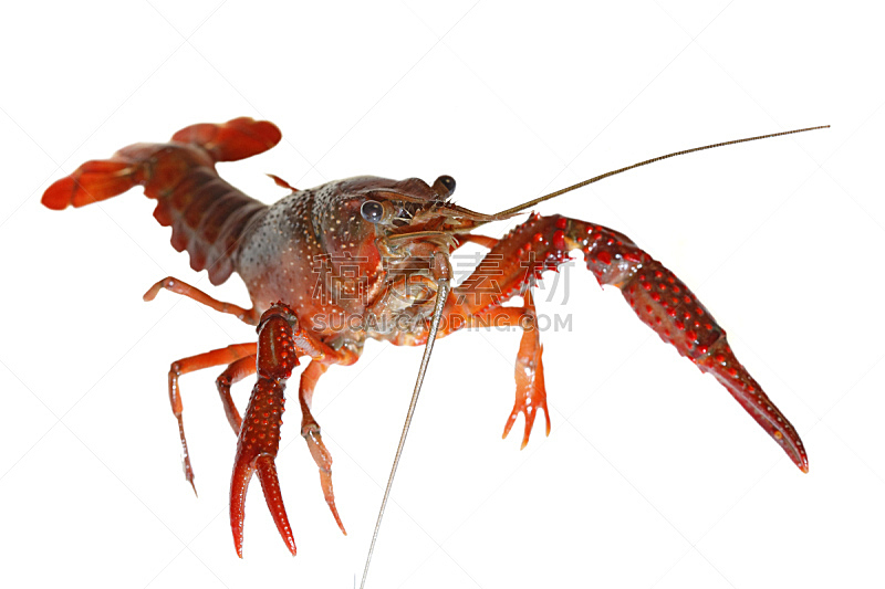螯虾,水平画幅,无人,晚餐,动物,海产,清新,美味,海洋,背景