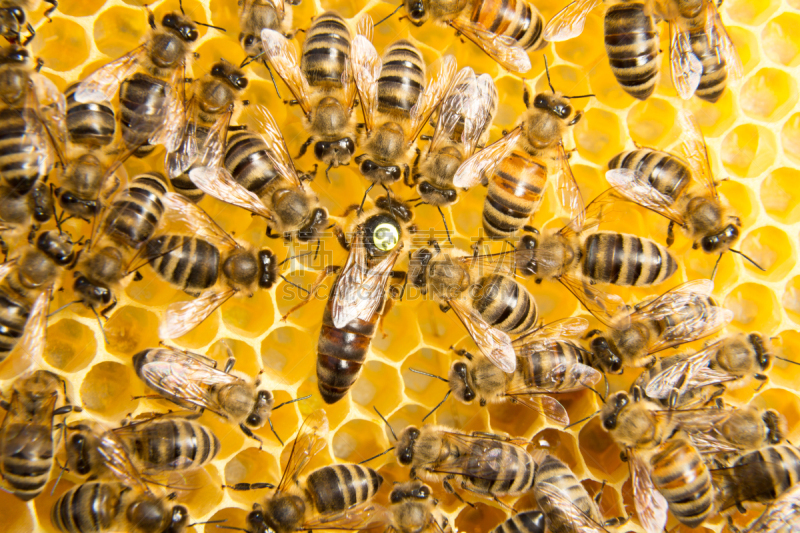 蜂王,蜂箱,beekeeper,蜂蜡,自然,清新,六边形,图像,花粉,动物斑纹