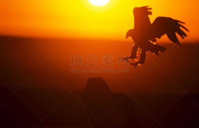 鸟类,金雕,黎明,自然,野生动物,生活方式,图像,野外动物,金色,动物