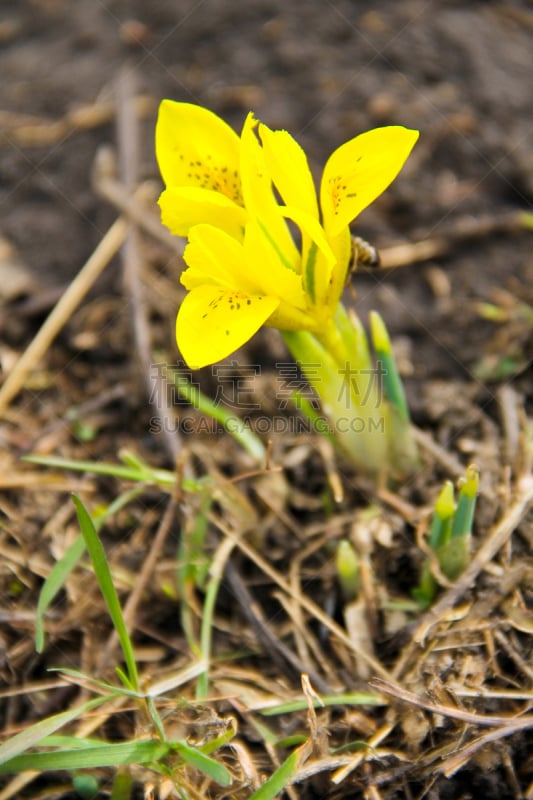 核对时间,黄色,春天,矮鸢尾,爬行无花果,bearded iris,鸢尾属,花鳞茎,花卉商,垂直画幅