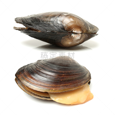 天鹅,贻贝,自然,褐色,野生动物,生物,无人,软体动物,方形画幅,淡水