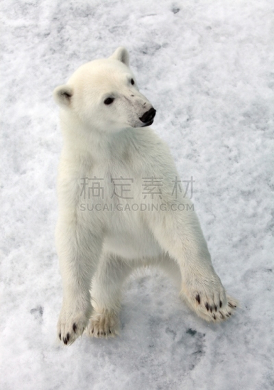 北极熊,可爱的,寒冷,濒危物种,野生动物,雪,天气,哺乳纲,一只动物,动物