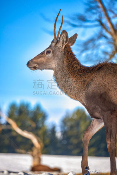 美洲森林野牛,欧洲野牛,欧洲,野生动物门,水牛,美洲野牛属,已灭绝生物,食草动物,波兰,野生动物