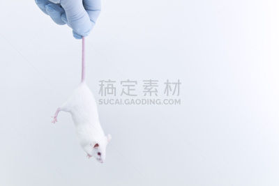 实验室,尾巴,鼠,研究人员,生物科技,水平画幅,老鼠,科学实验,科学