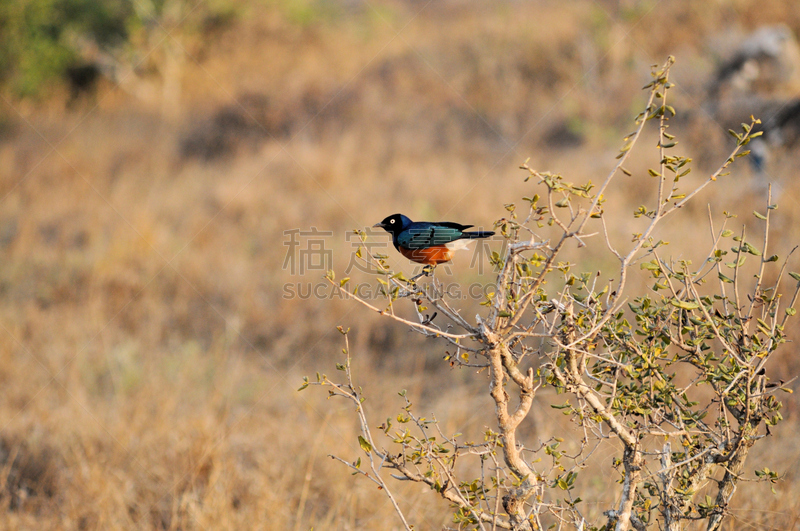 Superb Starling,水平画幅,无人,鸟类,非洲,椋鸟,东非,树,摄影