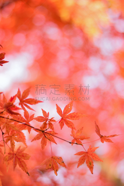 枫叶,秋天,日本,活力,前景聚焦,横滨,镰仓市,园艺师,四季,京都府