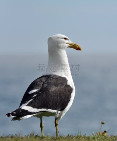 海洋,食海藻海鸥,海鸥,接力赛,自然,垂直画幅,野生动物,灰色,鸟类,非洲