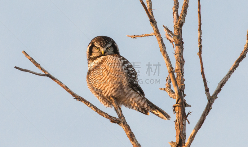 hawk owl,北,野生动物,水平画幅,无人,猫头鹰,鸟类,观鸟,野外动物,户外