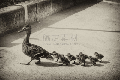 小鸭子,街道,小的,鸭子,水,水平画幅,鸟类,夏天,草,俄罗斯