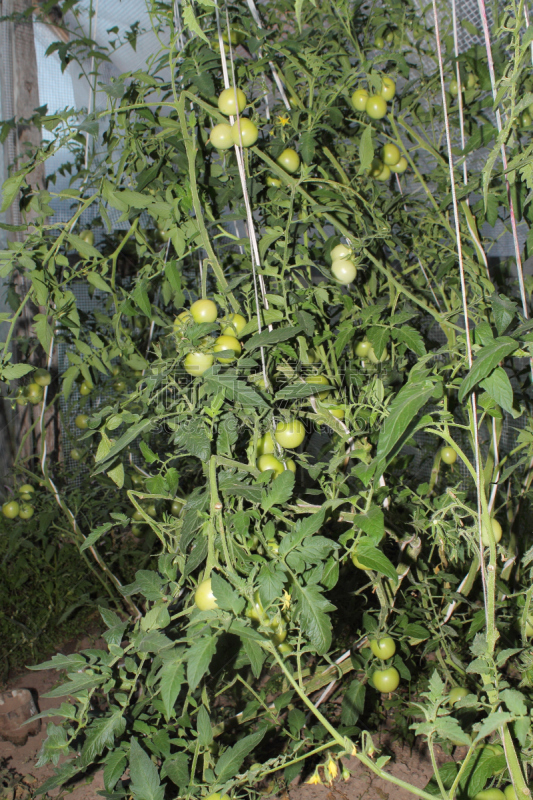 植物群,垂直画幅,秧苗,无人,夏天,熟的,特写,西红柿,抗氧化物,干作料串