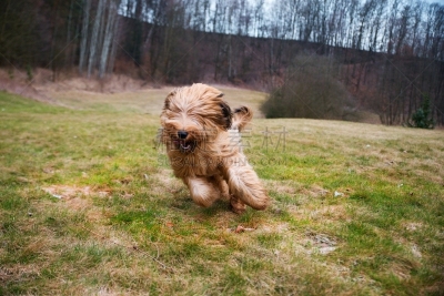 牧场,布里犬,小狗,活力,农业,纯种犬,运动,敏捷,狗,草