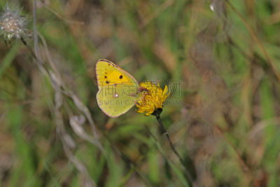蓟,clouded yellow butterfly,意大利,雄性动物,粉蝶科,大母猪,荆棘,家庭,拉丁文名,花