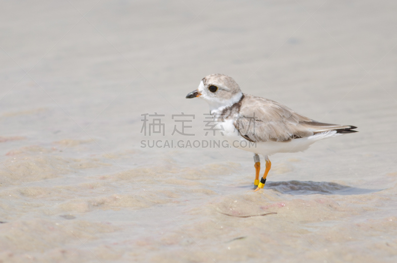 笛鸻,自然,水,野生动物,水平画幅,生物,无人,鸟类,观鸟,野外动物