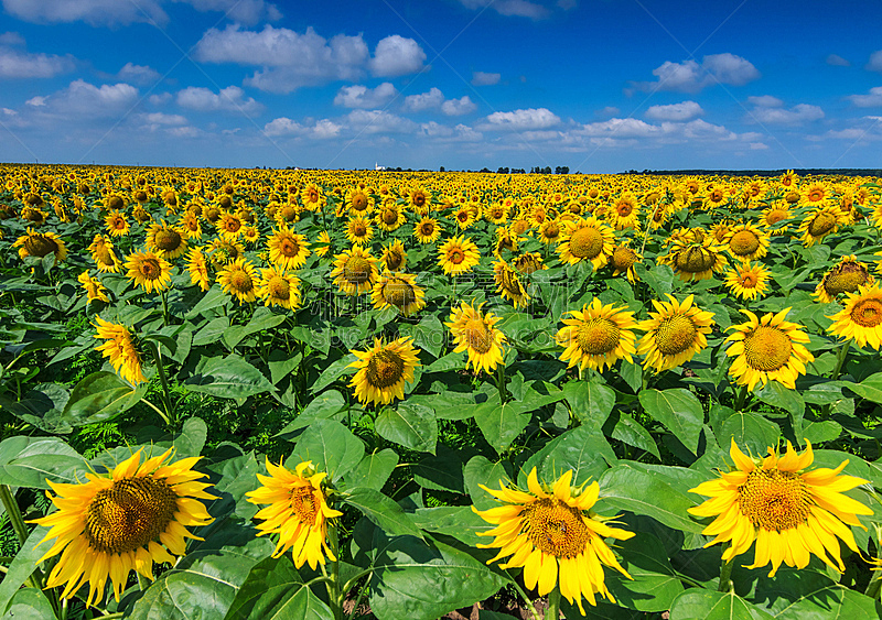 天空,田地,蓝色,向日葵,罗马尼亚,欧洲,水平画幅,园艺,泥土,夏天