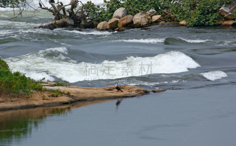 尼罗河,特写,金贾,水,水平画幅,无人,鸟类,野外动物,海岸地形,户外