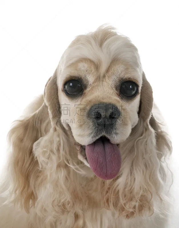 英国小猎犬 宠物 纯种犬 背景分离 法国 垂直画幅 图像 狗 小的 动物图片素材下载 稿定素材 英国小猎犬 宠物 纯种犬 背景分离 法国 垂直画幅 图像 狗 小的 动物图片素材下载 稿定素材