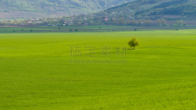 田地,绿色,在之间,天空,美,水平画幅,无人,草坪,夏天,草