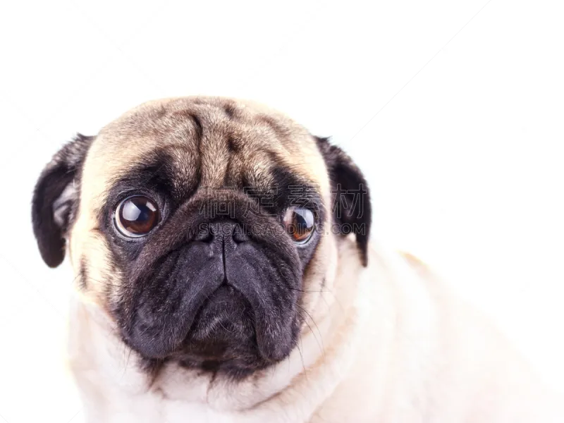 巴哥犬 动物眼睛 悲哀 分离着色 注视镜头 巨大的 可爱的 纯种犬 背景分离 肖像图片素材下载 稿定素材 巴哥犬 动物眼睛 悲哀 分离着色 注视镜头 巨大的 可爱的 纯种犬 背景分离 肖像图片素材下载 稿定素材