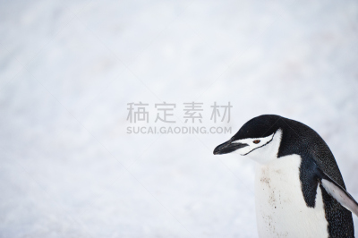 帽带企鹅,特写,半月岛,蹒跚而行,南极半岛,气候,水平画幅,雪,企鹅,动物身体部位