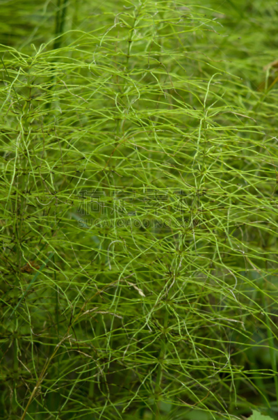 马尾,特写,森林,carboniferous,维管束,根状茎状植物,垂直画幅,纹理效果,林区,无人