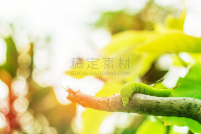 枝,蠕虫,自然,野生动物,水平画幅,无人,巨大的,特写,蛾,幼虫