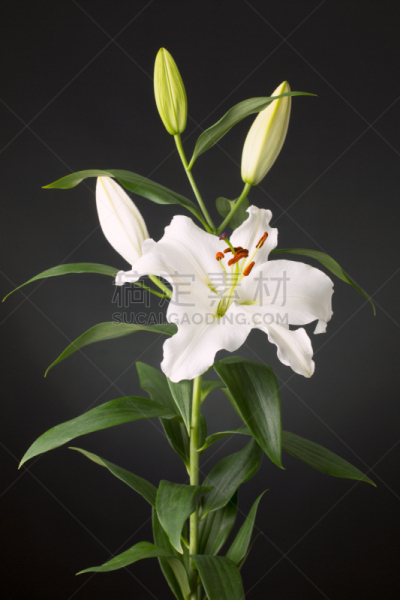 占星百合,百合花,植物学,黑色,背景,白色,小酒杯,柔和,花,点燃