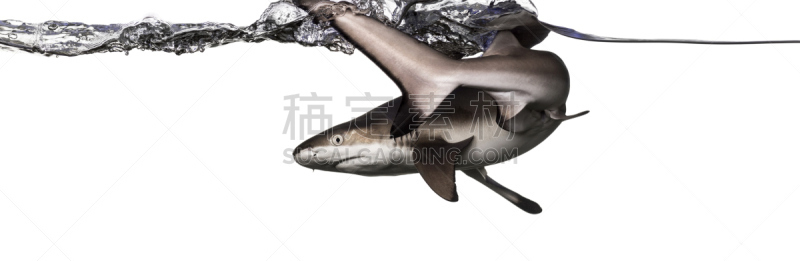黑尖鳍角鲨,背面视角,水,requiem shark,野生动物,水平画幅,无人,全景,水下,鲨鱼