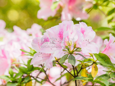 杜鹃花属,园林,粉色,夏天,花朵,特写,组图,杜鹃花,雌蕊,雄蕊