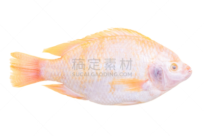 鱼类,罗非鱼,动物嘴,水平画幅,简易钓鱼,生食,海产,动物身体部位,淡水,动物鳍