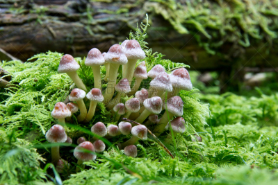 植物菌根,水平画幅,平视角,苔藓,泥土,户外,篮子,特写,食用菌,真菌