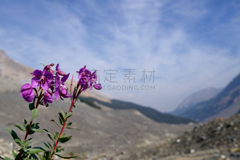 矮火焰草,athabasca glacier,哥伦比亚冰原,火龙草,冰碛,加拿大落基山脉,自然荒野区,洛矶山脉,水平画幅,阿尔伯塔省