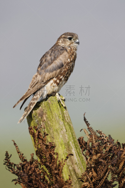 灰背隼,猎鹰,自然,垂直画幅,野生动物,图像,野外动物,鸟类,无人