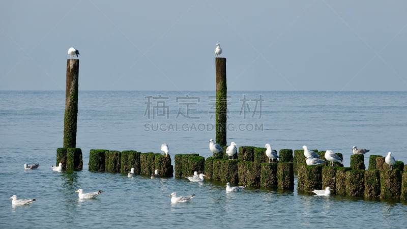 圆木,海洋,海鸥,浮窥,水平画幅,盾,鸟类,德国北海地区,波浪,防洪屏障