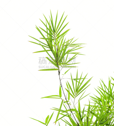 叶子,分离着色,白色,竹,风水,垂直画幅,留白,气候,无人,纯净