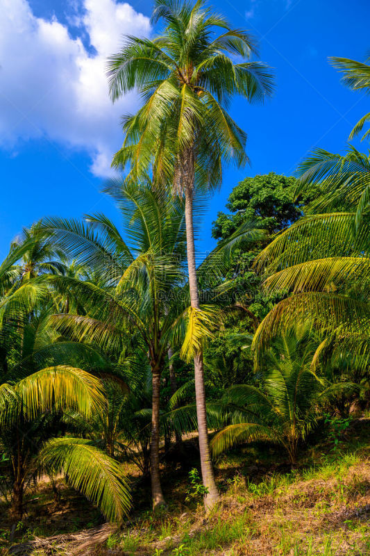 热带雨林,椰子树,koh phangan,秘密,暗色,热带气候,泰国,椰子,枝繁叶茂,园林