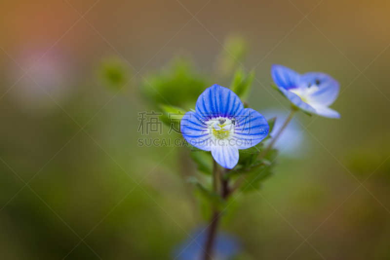 蓝色,georgia blue,春天,花朵,赫柏,自然,草地,水平画幅,小的,无人