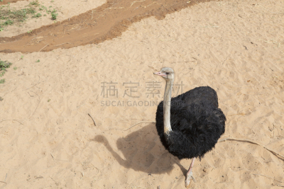 鸵鸟,特写,农舍,泰国,脖子,草,动物,鸟类,动物头,户外