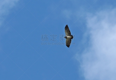 黑色,鹰,胸部,欧洲秃鹰,自然,黑胸脯秃鹰,野生动物,热带气候,图像,厄瓜多尔