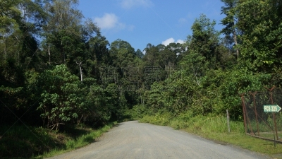 雨林,沙巴州,婆罗洲岛,达浓谷地,生物学,热,热带气候,环境,环境保护,枝繁叶茂