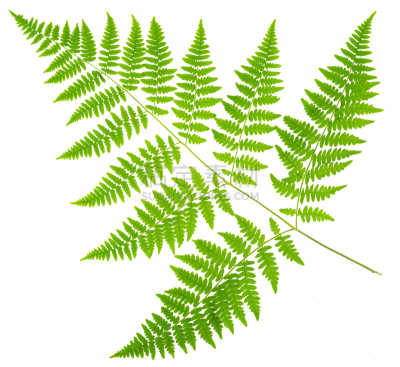 叶子,蕨类,大特写,透镜,白色背景,分离着色,维管束,欧洲蕨,孢子,复叶